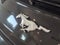 2022 Ford Mustang EcoBoost Fastback